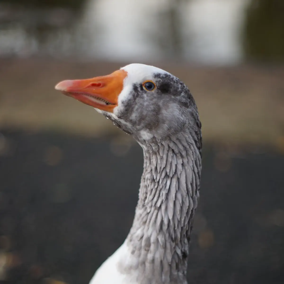 Obligatory headshot. Not actually me though.