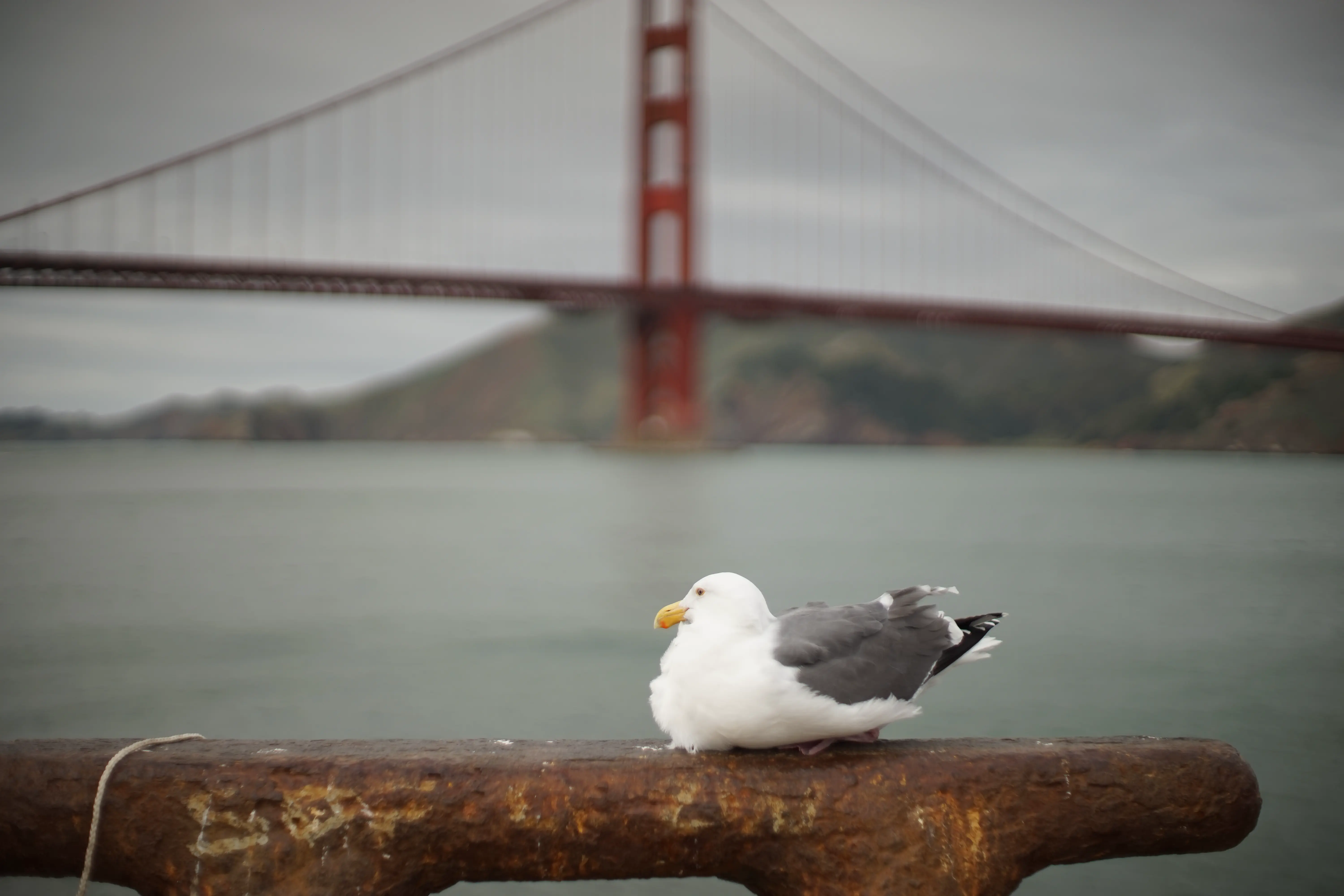 Even fast moving subjects can be focused, provided they stop moving for long enough. Super TAKUMAR 50mm, at f/1.4.