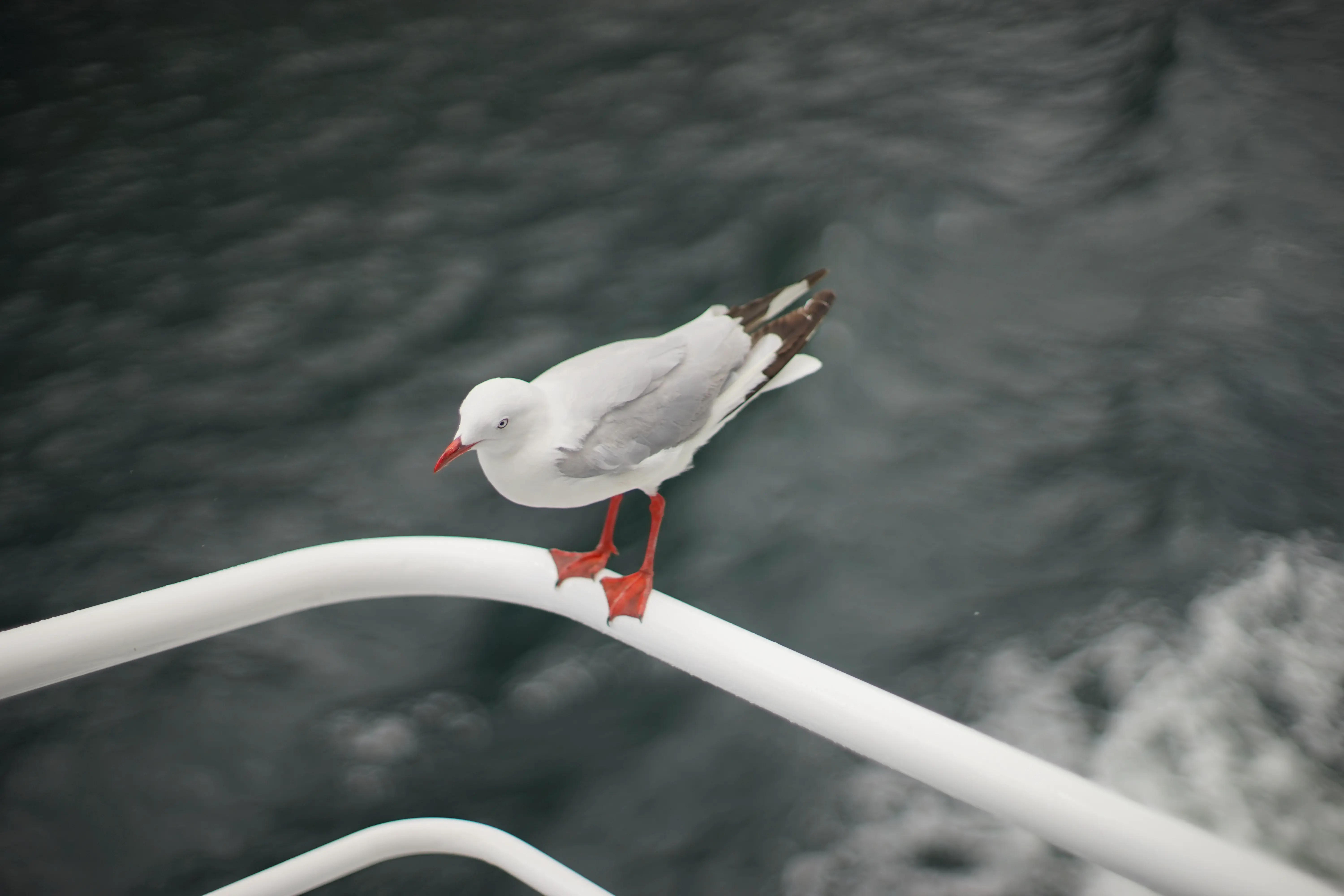 Super TAKUMAR 50mm at f/1.4