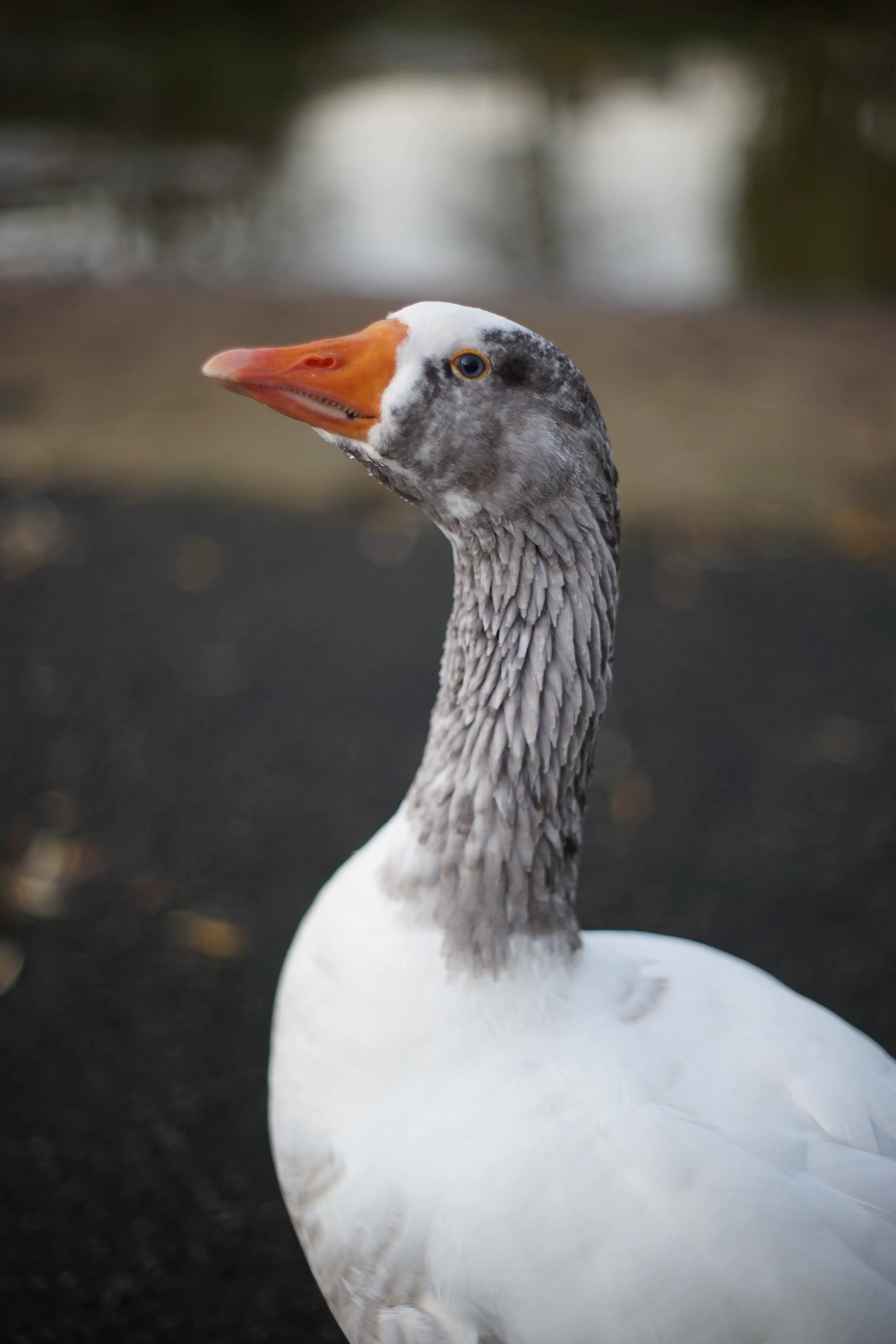 A picture of an angry goose. The background is creamy and blurred, and the subject's feathery neck and facial features are clearly visible.