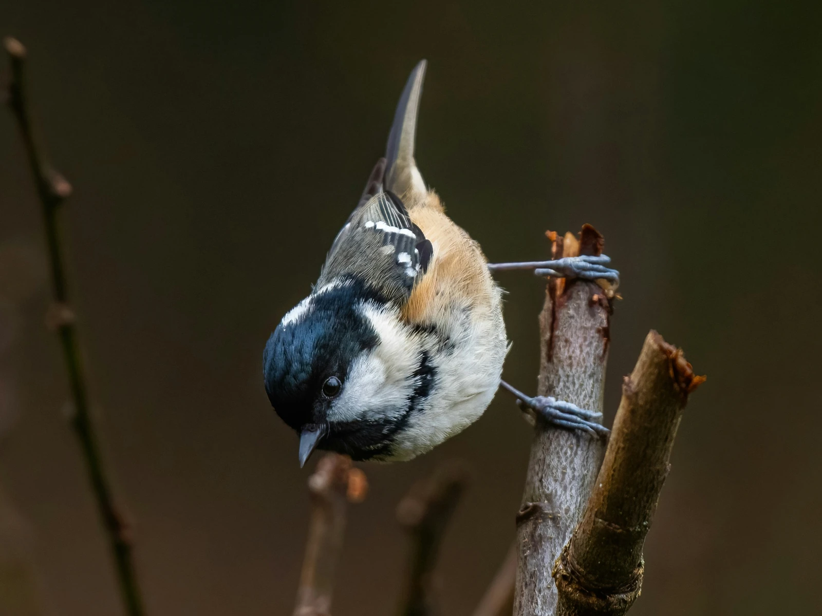 Coal tit.Credit doncoombez.