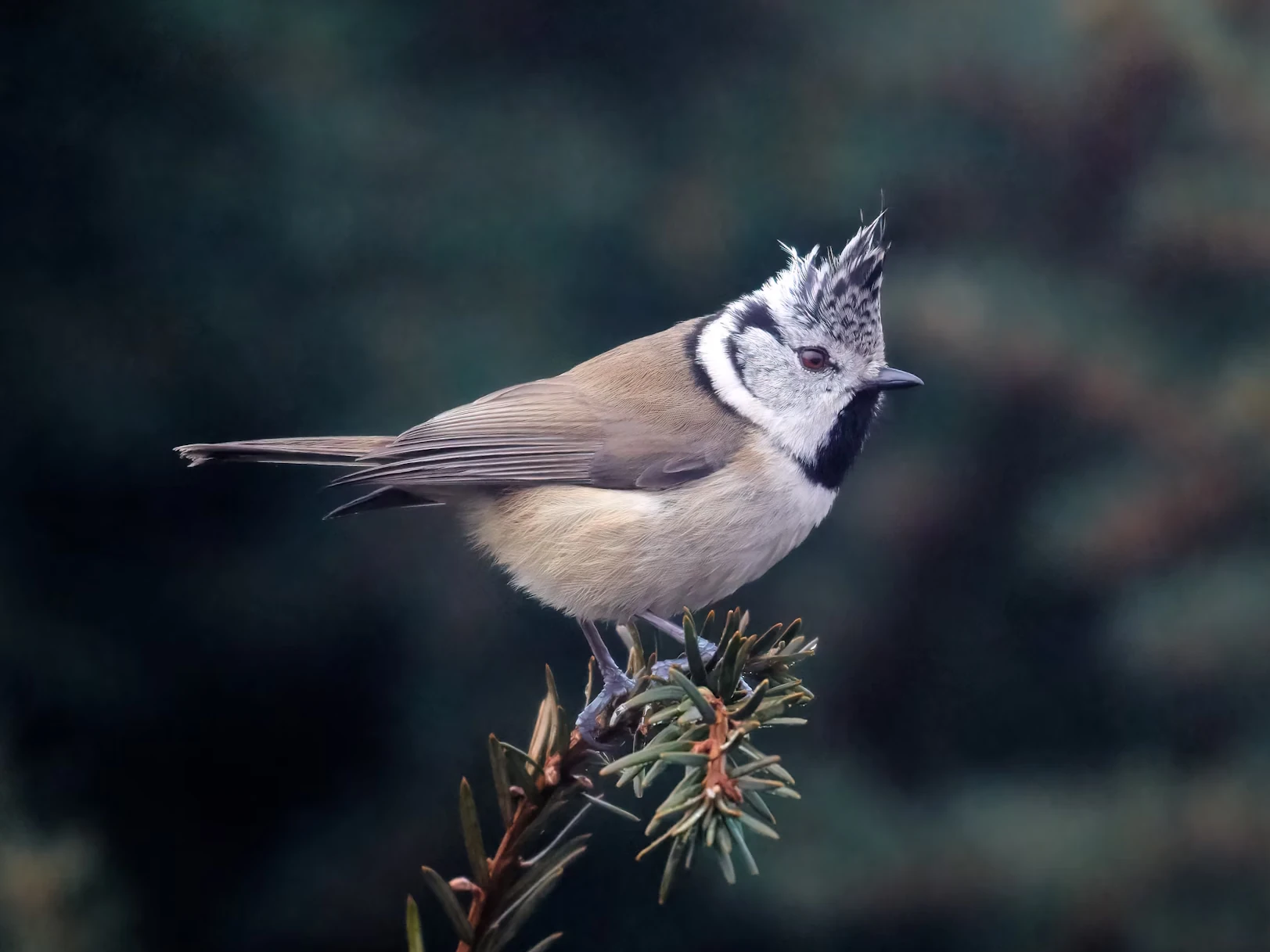 Crested tit.Credit Simerpreet Cheema.