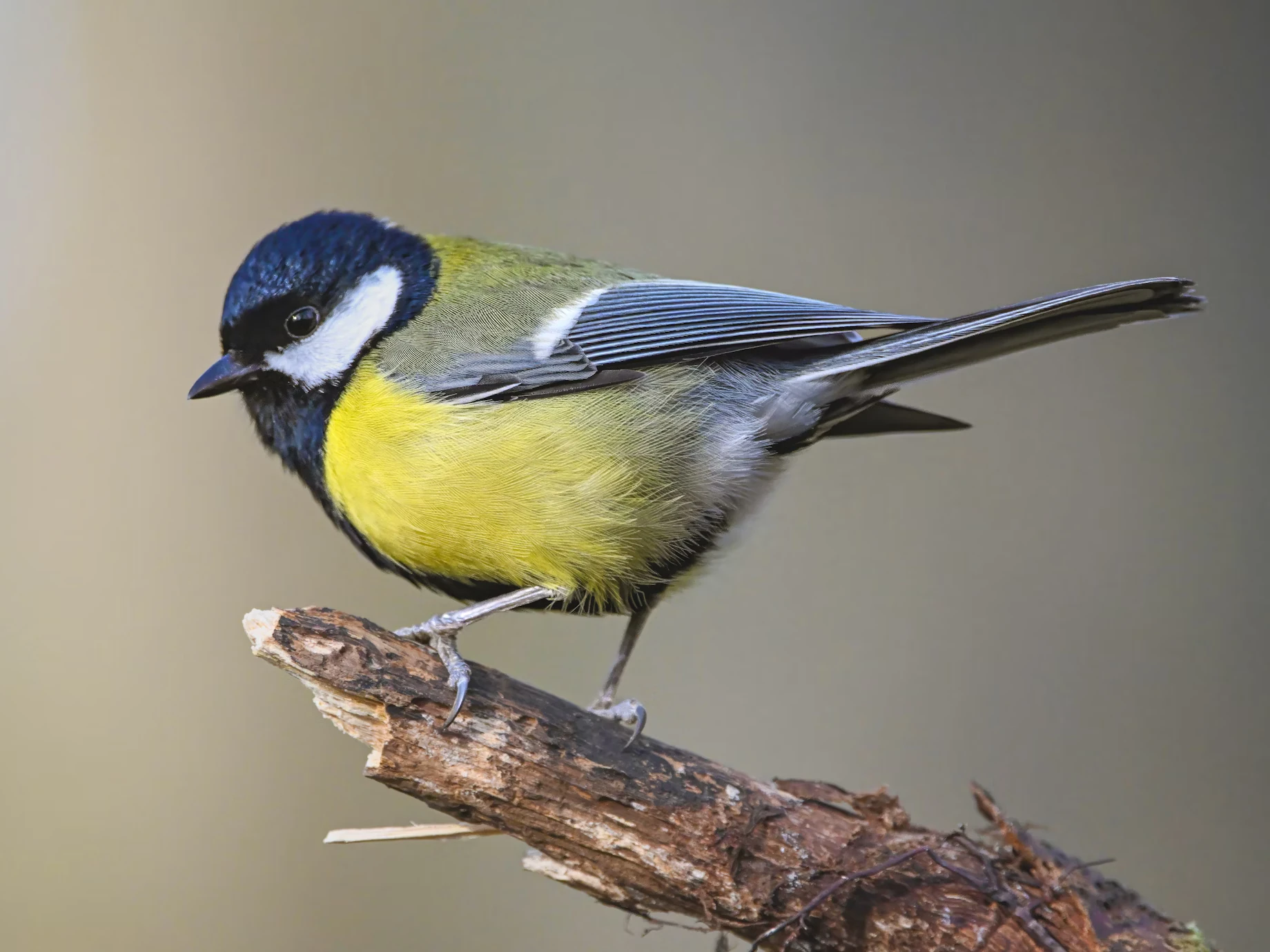 Great tit.Credit Siegfried Poepperl.