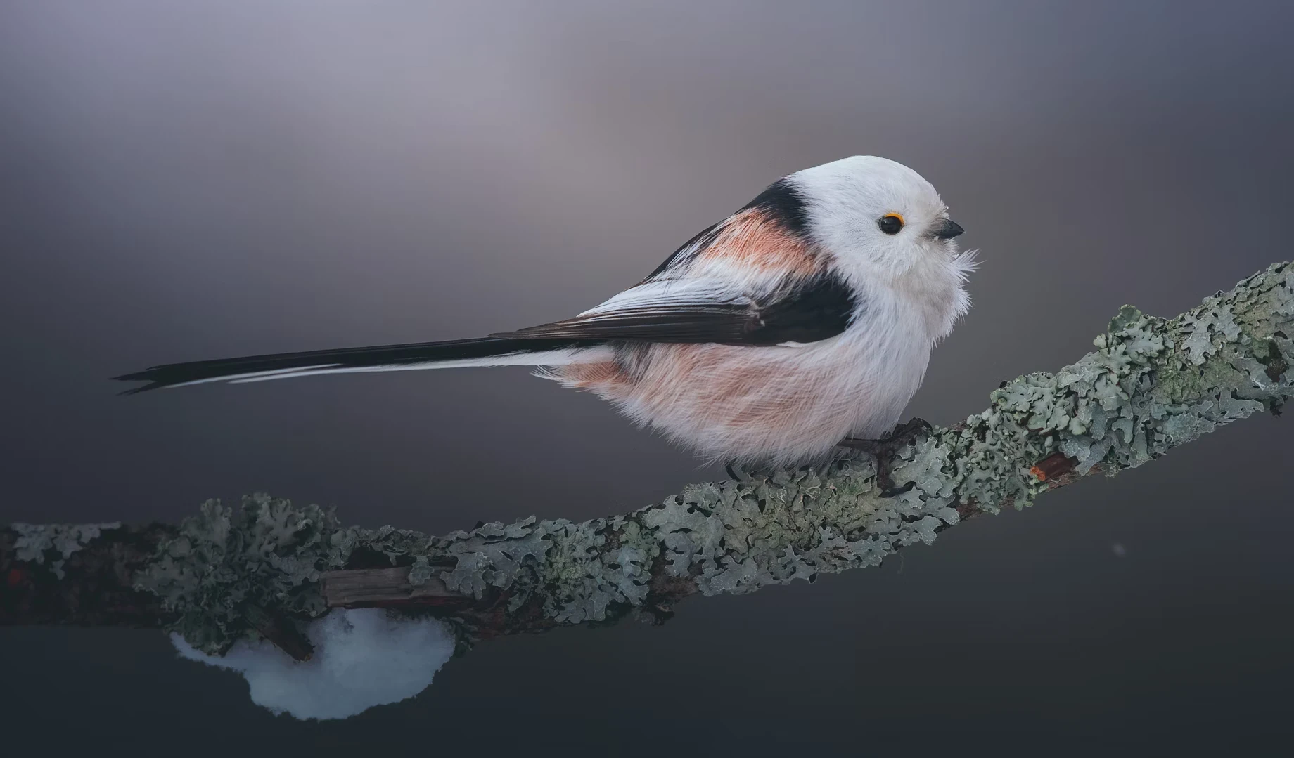 Long-tailed tit.