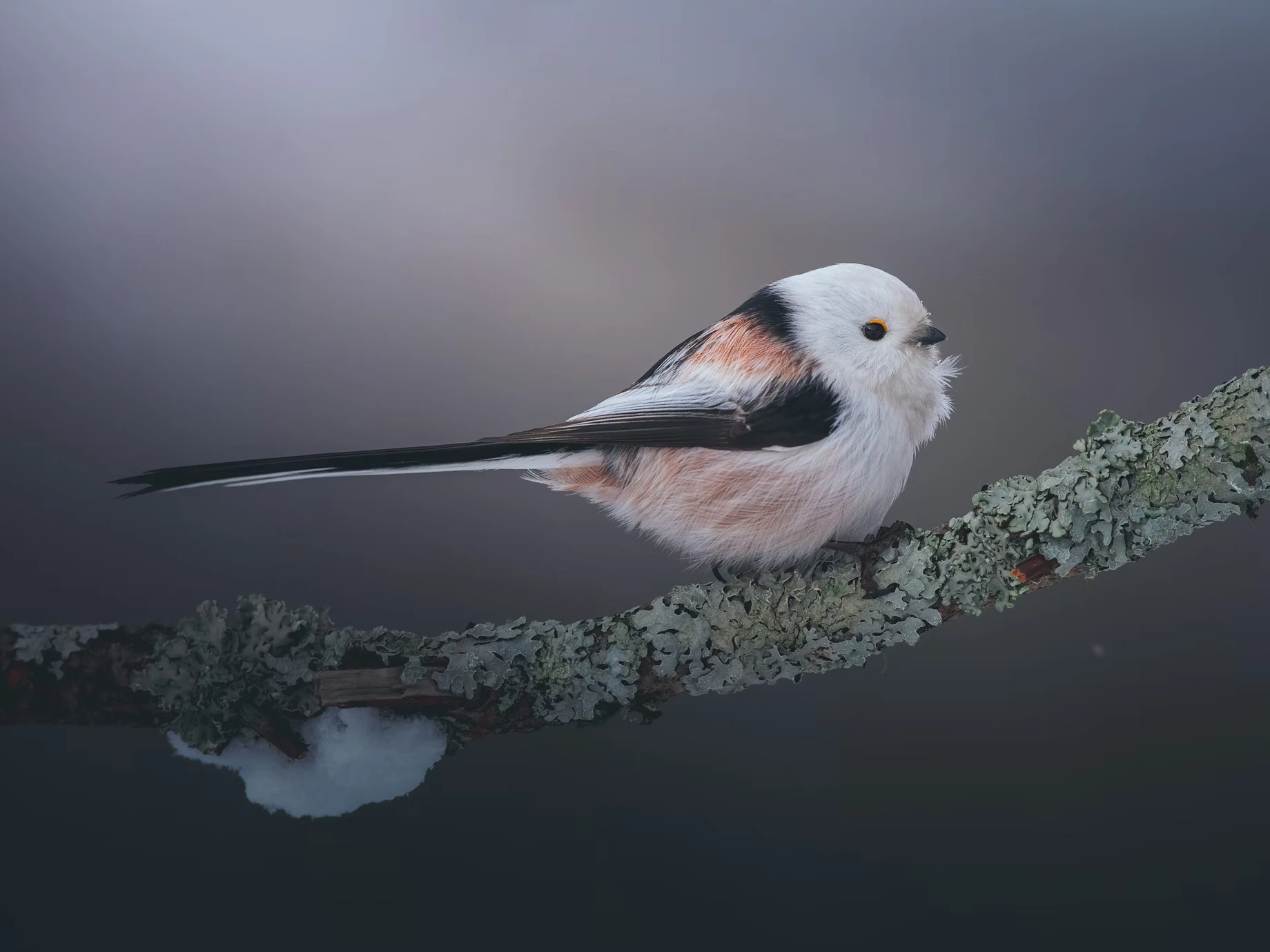 Long-tailed tit.Credit Daniil Komov.
