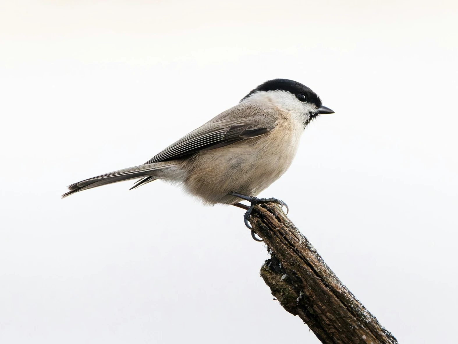 Marsh tit.Credit Elias Maurer.