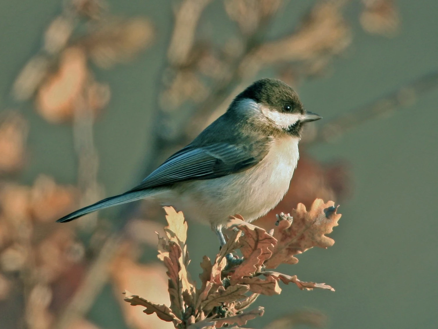 Sombre tit.Credit Steve Riall.