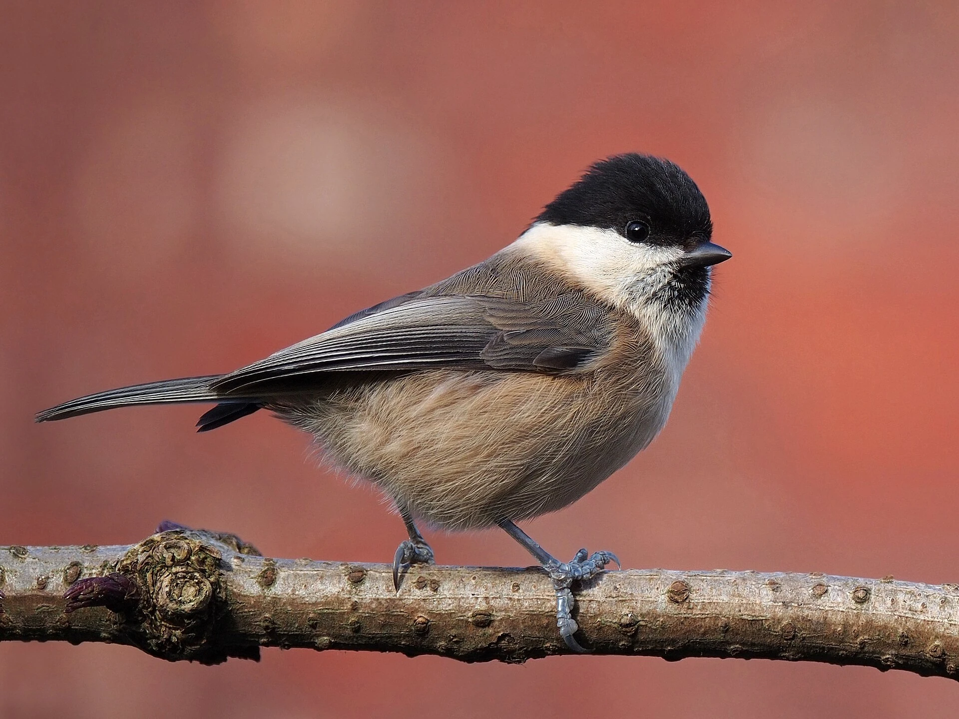Willow tit.Credit Francis C. Franklin / CC-BY-SA-3.0.