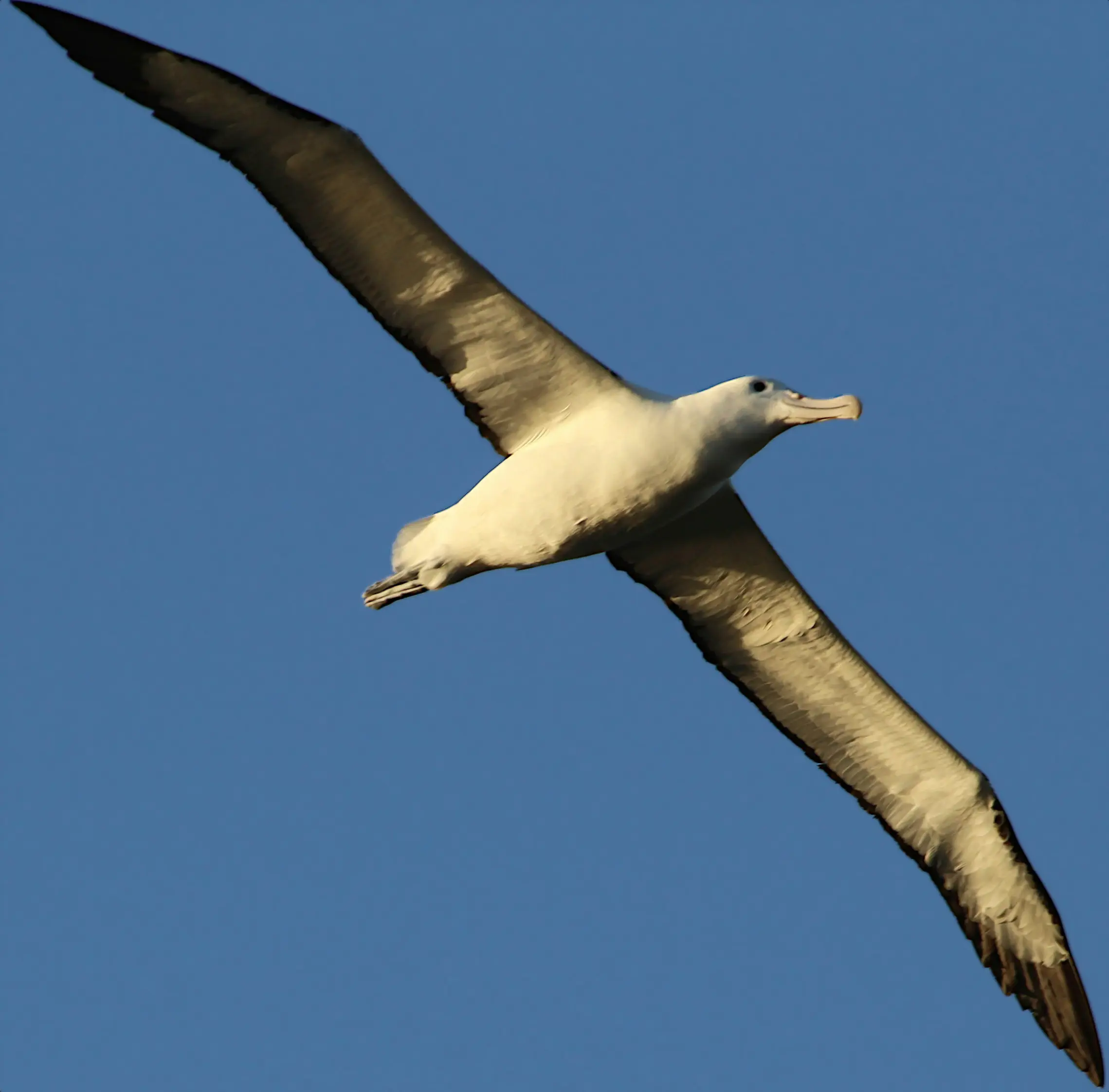 An albatross with its long, thing, pointed wings in flight, photographed from underneath.